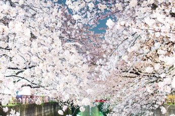 Spring Season Japan 4k Wallpapers