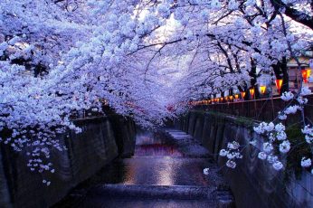 Spring Season Japan Desktop Wallpaper