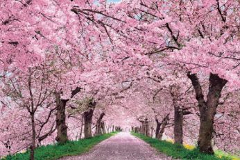 Spring Season Japan Desktop Wallpaper 4k