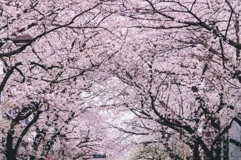 Spring Season Japan Download Wallpaper