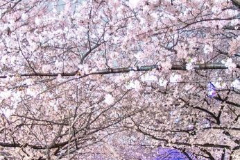 Spring Season Japan Wallpaper 4k Download