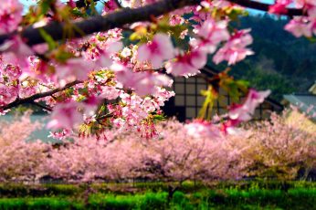 Spring Season Japan Windows 11 Wallpaper 4k