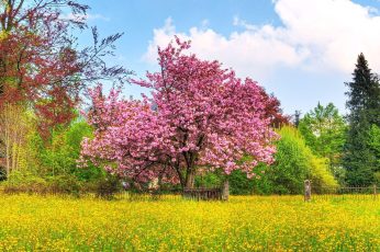 Spring Season Landscape Desktop Wallpaper Hd