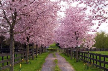 Spring Season Landscape Hd Wallpapers For Pc