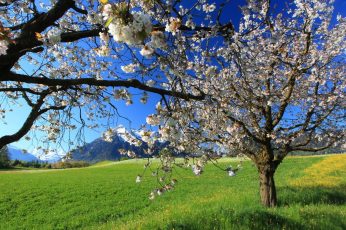 Spring Season Landscape Wallpaper Desktop 4k
