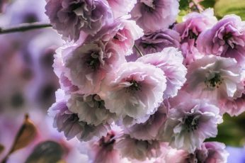 Spring Season Pink Leaves 1080p Wallpaper