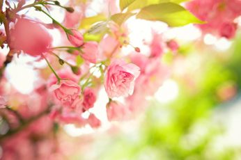 Spring Season Pink Leaves 4k Wallpaper
