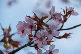 Spring Season Pink Leaves Download Wallpaper