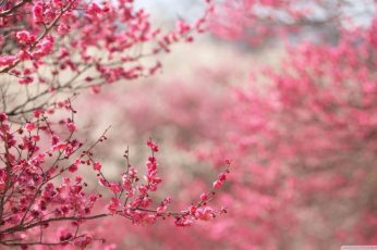 Spring Season Pink Leaves Wallpaper
