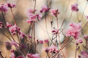 Spring Season Pink Leaves Wallpaper Download