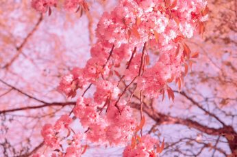 Spring Season Pink Leaves Wallpaper For Pc
