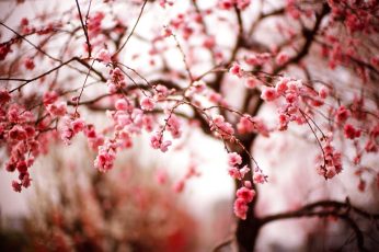 Spring Season Pink Leaves Wallpaper Hd