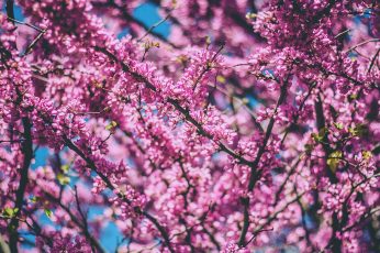 Spring Season Pink Leaves Wallpaper Iphone