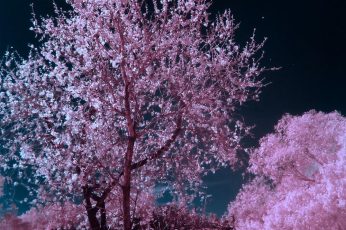 Spring Season Tree 1080p Wallpaper