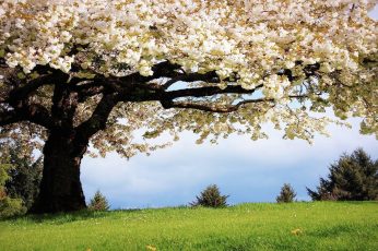 Spring Season Tree Wallpaper 4k Download