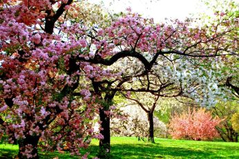 Spring Season Tree Windows 11 Wallpaper 4k