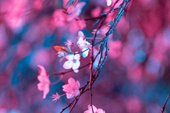Spring Season iPhone SE 1080p Wallpaper