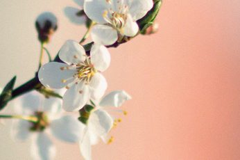 Spring Season iPhone SE Free 4K Wallpapers
