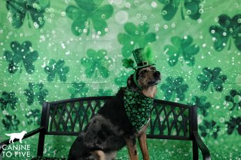 St Patricks Day Dog 4k Wallpapers