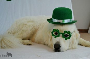 St Patricks Day Dog Wallpaper Iphone