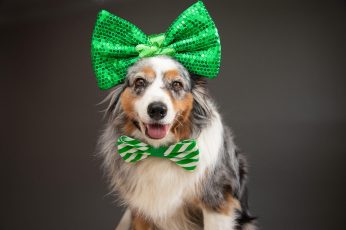 St Patricks Day Dog Wallpapers