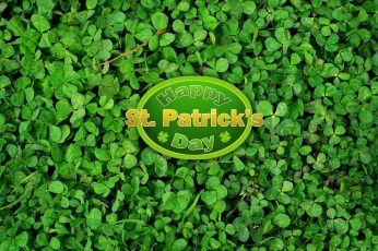 St Patrick’s Day Shamrocks Free Desktop Wallpaper