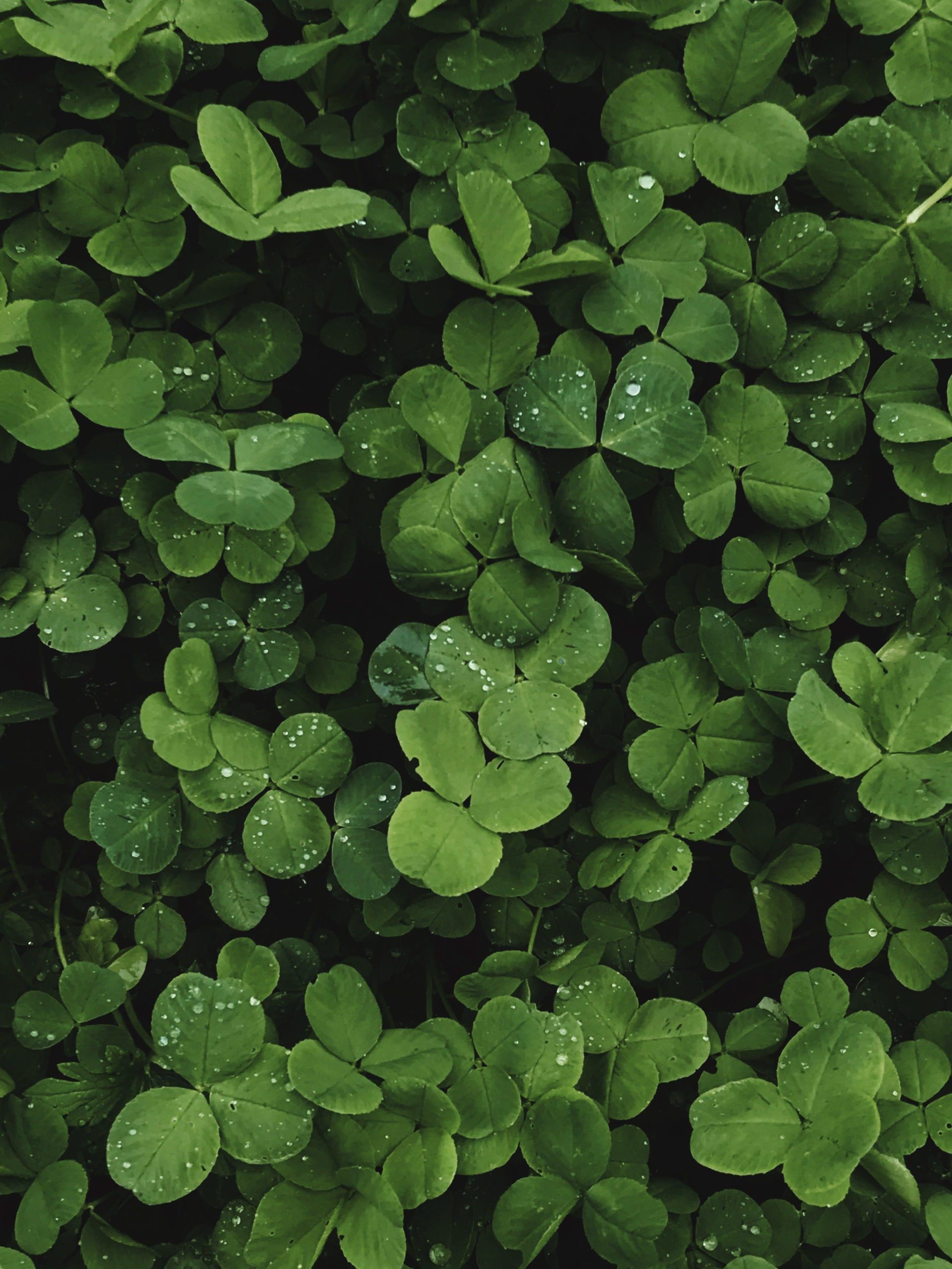 St Patrick’s Day iPhone Desktop Wallpaper 4k