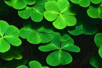St Patrick’s Day iPhone Wallpaper Download