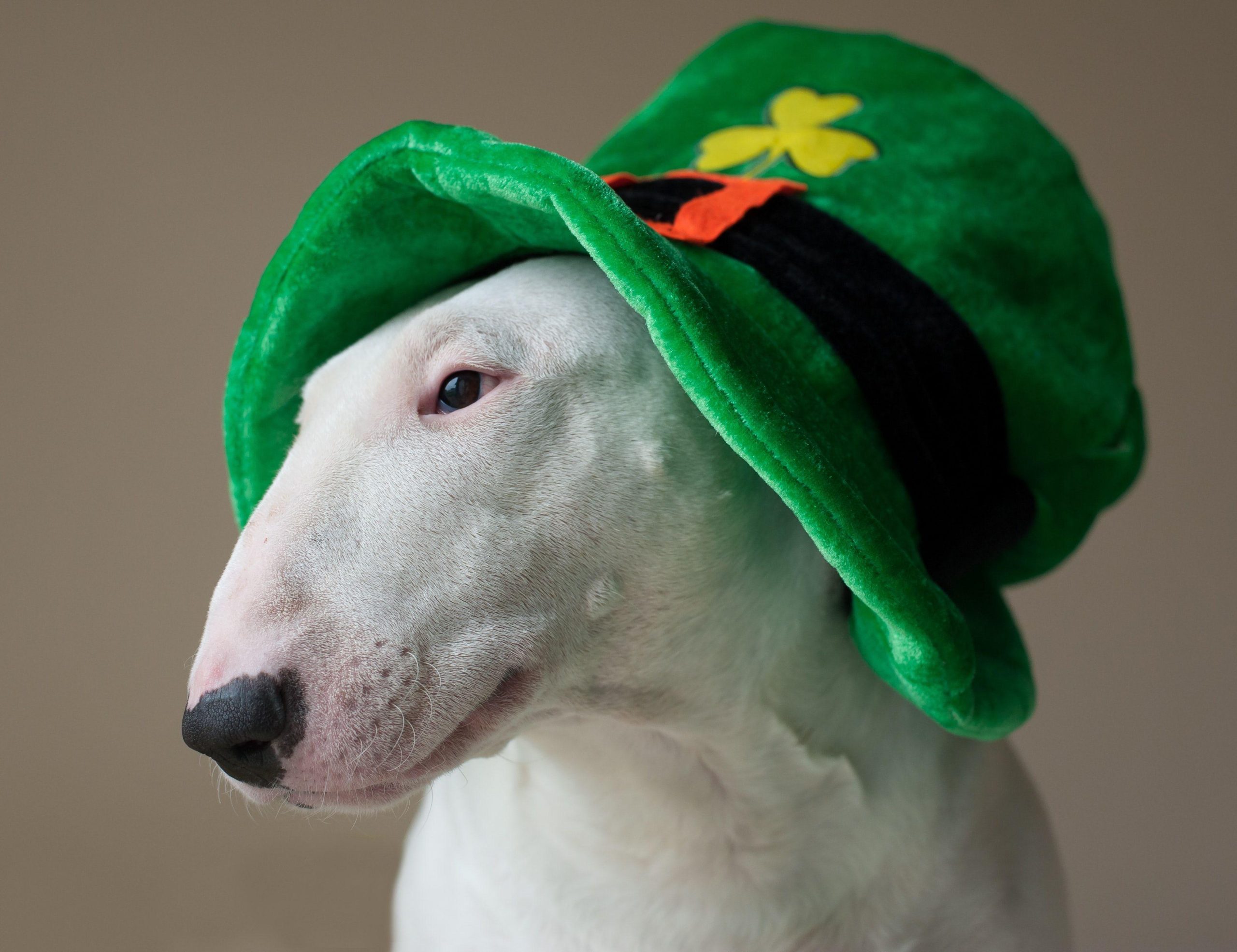 St. Patrick’s Day Dogs 1080p Wallpaper