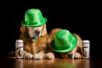 St. Patrick’s Day Dogs 4k Wallpapers