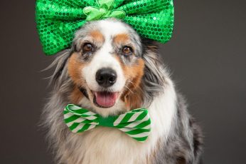 St. Patrick’s Day Dogs Desktop Wallpaper