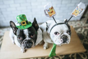 St. Patrick’s Day Dogs Desktop Wallpapers