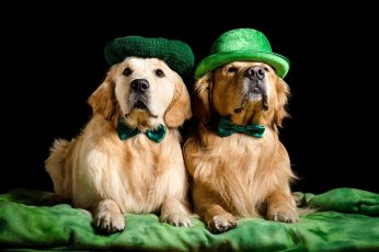 St. Patrick’s Day Dogs Download Wallpaper