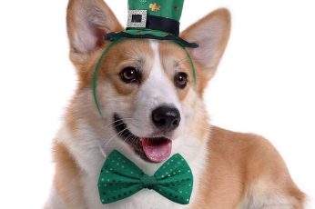 St. Patrick’s Day Dogs Free 4K Wallpapers