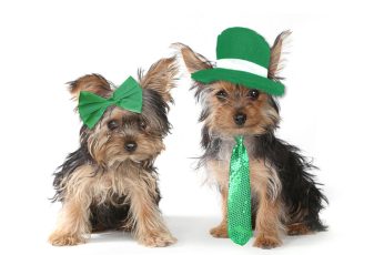 St. Patrick’s Day Dogs Hd Wallpaper