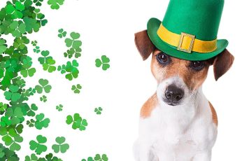 St. Patrick’s Day Dogs Iphone Wallpaper