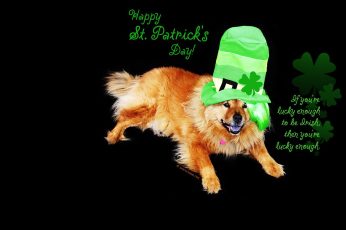 St. Patrick’s Day Dogs Pc Wallpaper