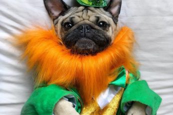 St. Patrick’s Day Dogs Wallpaper