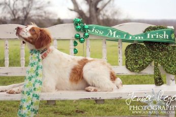 St. Patrick’s Day Dogs Wallpaper 4k