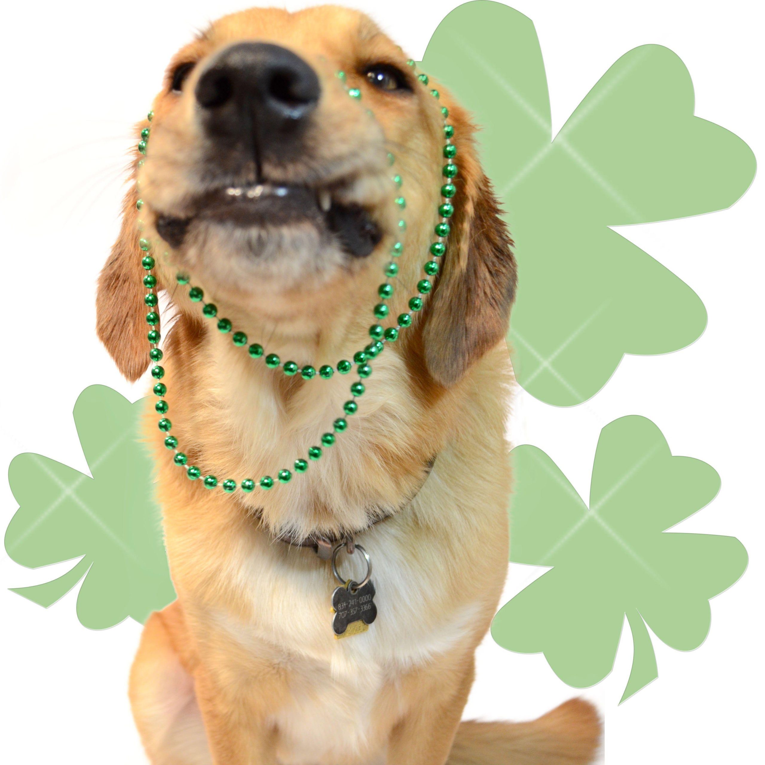 St. Patrick’s Day Dogs Wallpaper Download