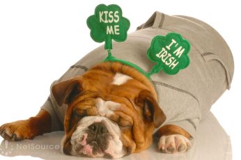 St. Patrick’s Day Dogs Wallpaper For Ipad