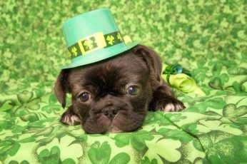 St. Patrick’s Day Dogs Wallpaper For Pc