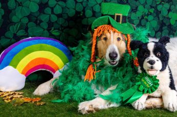 St. Patrick’s Day Dogs Wallpaper Phone