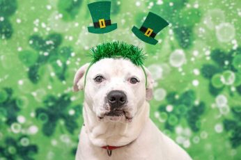 St. Patrick’s Day Dogs Wallpaper Photo