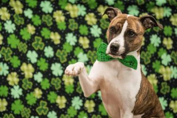 St. Patrick’s Day Dogs Wallpapers