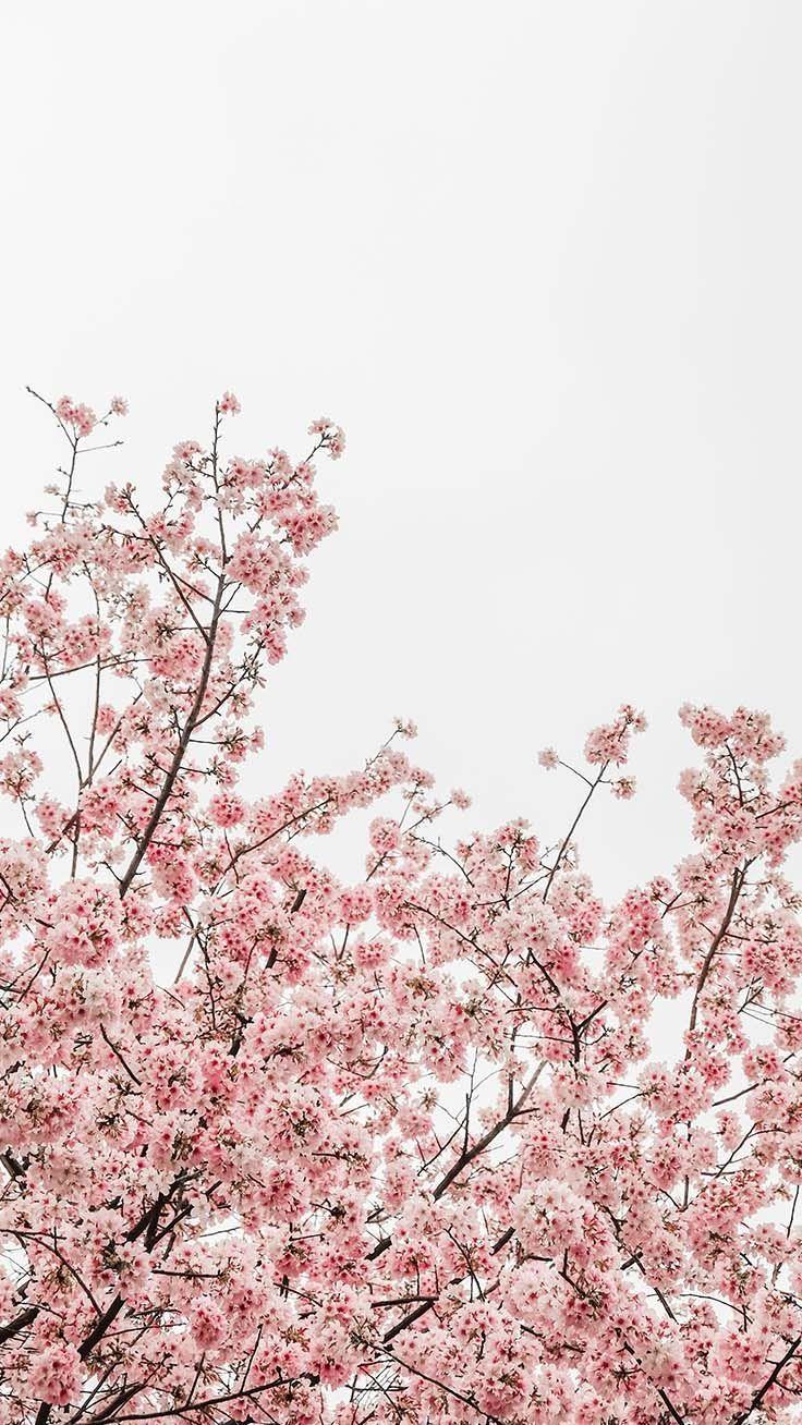 iPhone 13 Spring Season 1080p Wallpaper, iPhone 13 Spring Season, Nature